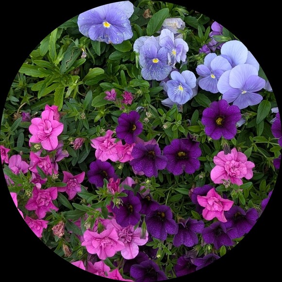 porchflowers